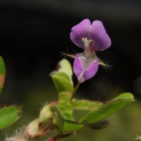 Grona heterophylla (Willd.) H.Ohashi & K.Ohashi